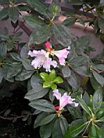 Camellia Japonica cv. Adolphe Audusson (2) (Photo F. Mrugala)